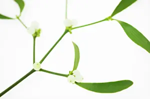 Mistletoe: Mistletoe