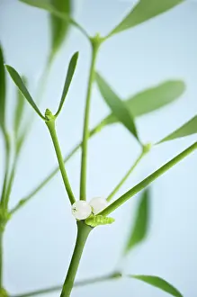 Mistletoe: Mistletoe