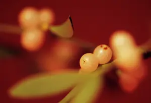 Mistletoe: Mistletoe