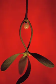 Combined: Mistletoe