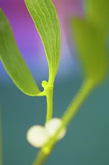 Mistletoe: Mistletoe