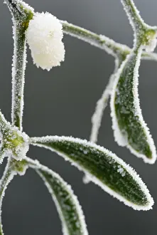 Sprig: Mistletoe