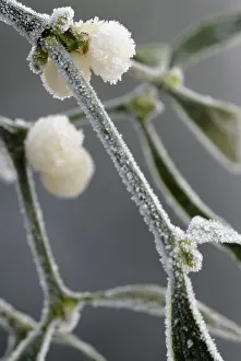 Sprig: Mistletoe