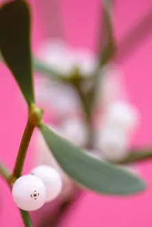 Mistletoe: Mistletoe