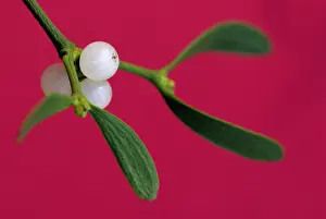 Mistletoe: Mistletoe