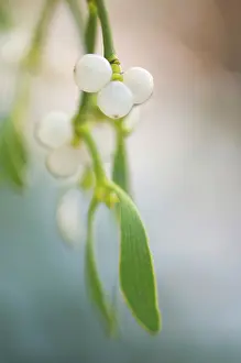 Mistletoe: Mistletoe