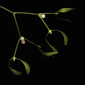 Mistletoe: Mistletoe