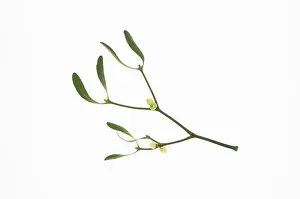 Mistletoe: Mistletoe