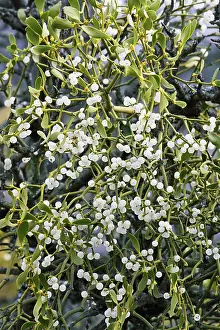 Mistletoe: Mistletoe