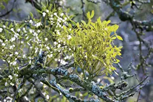 Mistletoe: Mistletoe