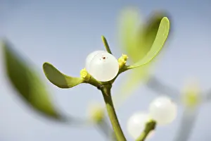 Mistletoe: Mistletoe