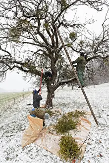 Sack: Mistletoe