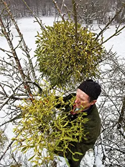 Mistletoe: Mistletoe