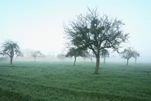 Mistletoe: Mistletoe