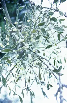 Crazy: Mistletoe