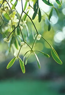 Connected: Mistletoe
