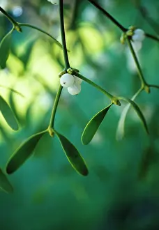 Connected: Mistletoe