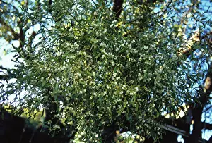 Crazy: Mistletoe