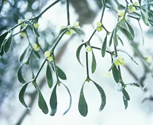 Mistletoe: Mistletoe