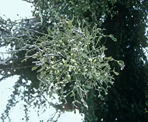 Crazy: Mistletoe
