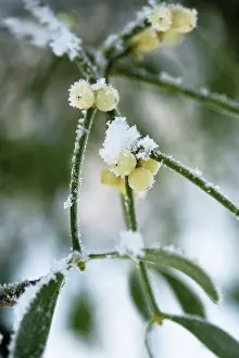 Sprig: Mistletoe