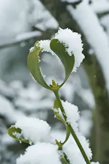 Persistence: Mistletoe