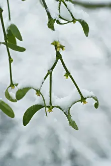 Persistence: Mistletoe