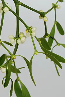 Mistletoe: Mistletoe