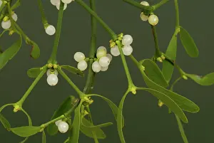 Mistletoe: Mistletoe