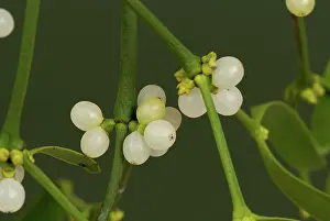 Mistletoe: Mistletoe