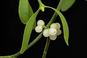 Mistletoe: Mistletoe