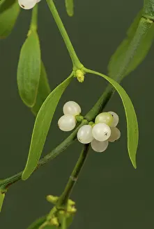 Mistletoe: Mistletoe
