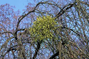 Viscum: Mistletoe - on apple tree
