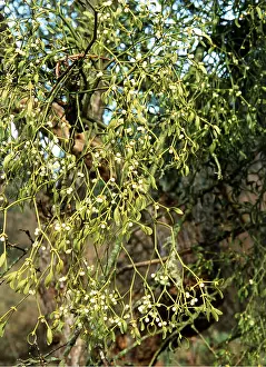 Mistletoe: MISTLETOE - on Apple Tree