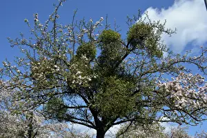 Mistletoe: Mistletoe - on apple tree France