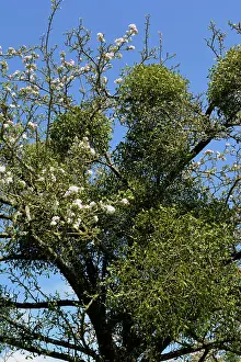 Mistletoe: Mistletoe - on apple tree - France