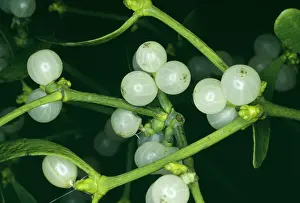 Viscum: Mistletoe - with berries