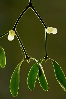 Midwinter: Mistletoe - with berries, midwinter