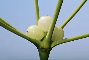 Berry: MISTLETOE - berry, close-up