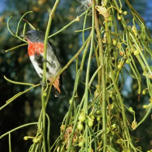Donald Trounson: Mistletoe bird