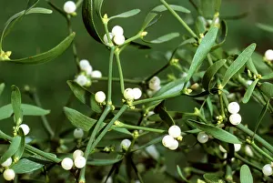 Mistletoe: MISTLETOE - Close up