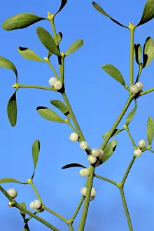 Detailed: Mistletoe - Detailed study of ripe berries and leaves