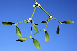 Detailed: MISTLETOE - detailed study of ripe berries and leaves