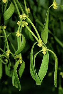 Viscum: MISTLETOE - in flower