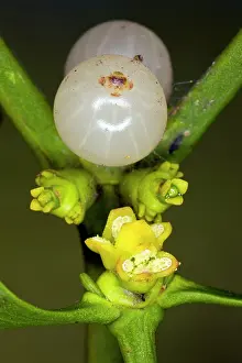 Viscum: Mistletoe - in flower in late winter: male flowers