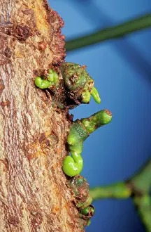 Seedlings: Mistletoe - Germinating on host tree