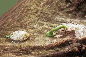 Seedlings: Mistletoe - Invading host tree, Germinating