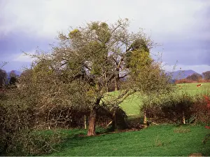 Laden: Mistletoe - Laden Apple Tree