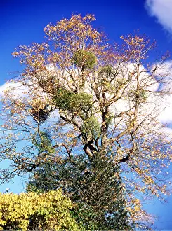 Canopy: MISTLETOE - on Lime Tree