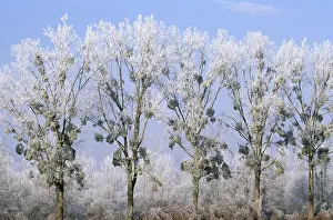 Mistletoe: MISTLETOE - on line of Poplar trees